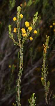 Image of Acacia lineata A. Cunn. ex G. Don