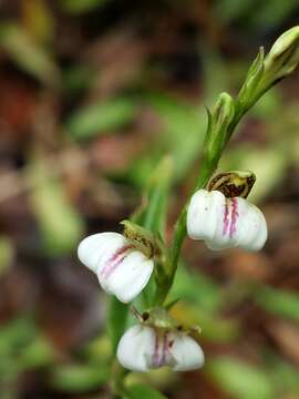 Image of Justicia striata (Klotzsch) Bullock