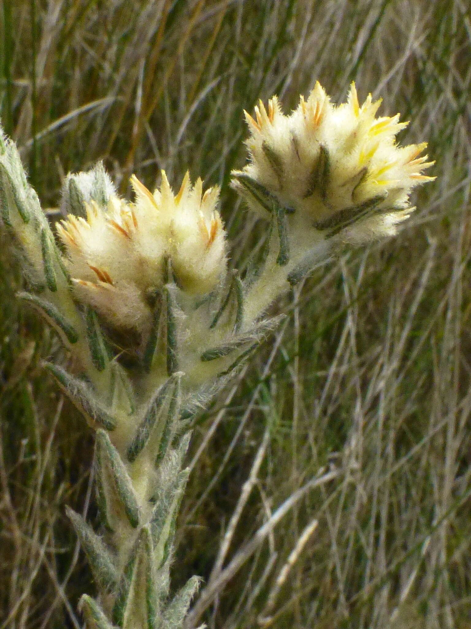 Image of Phylica harveyi (Arn.) Pillans