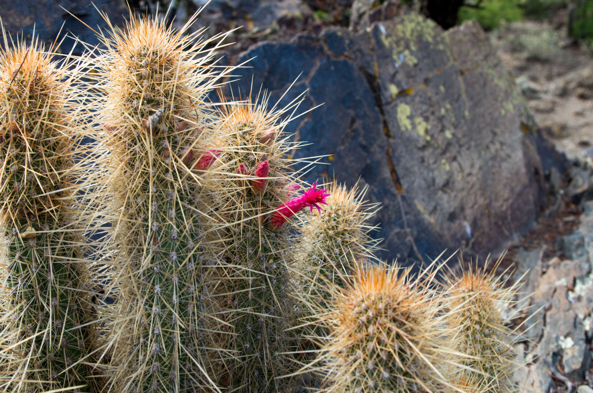 Image of Cleistocactus hyalacanthus subsp. tarijensis (Cárdenas) Mottram