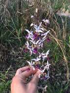 Image of Eulophia cristata (Afzel. ex Sw.) Steud.