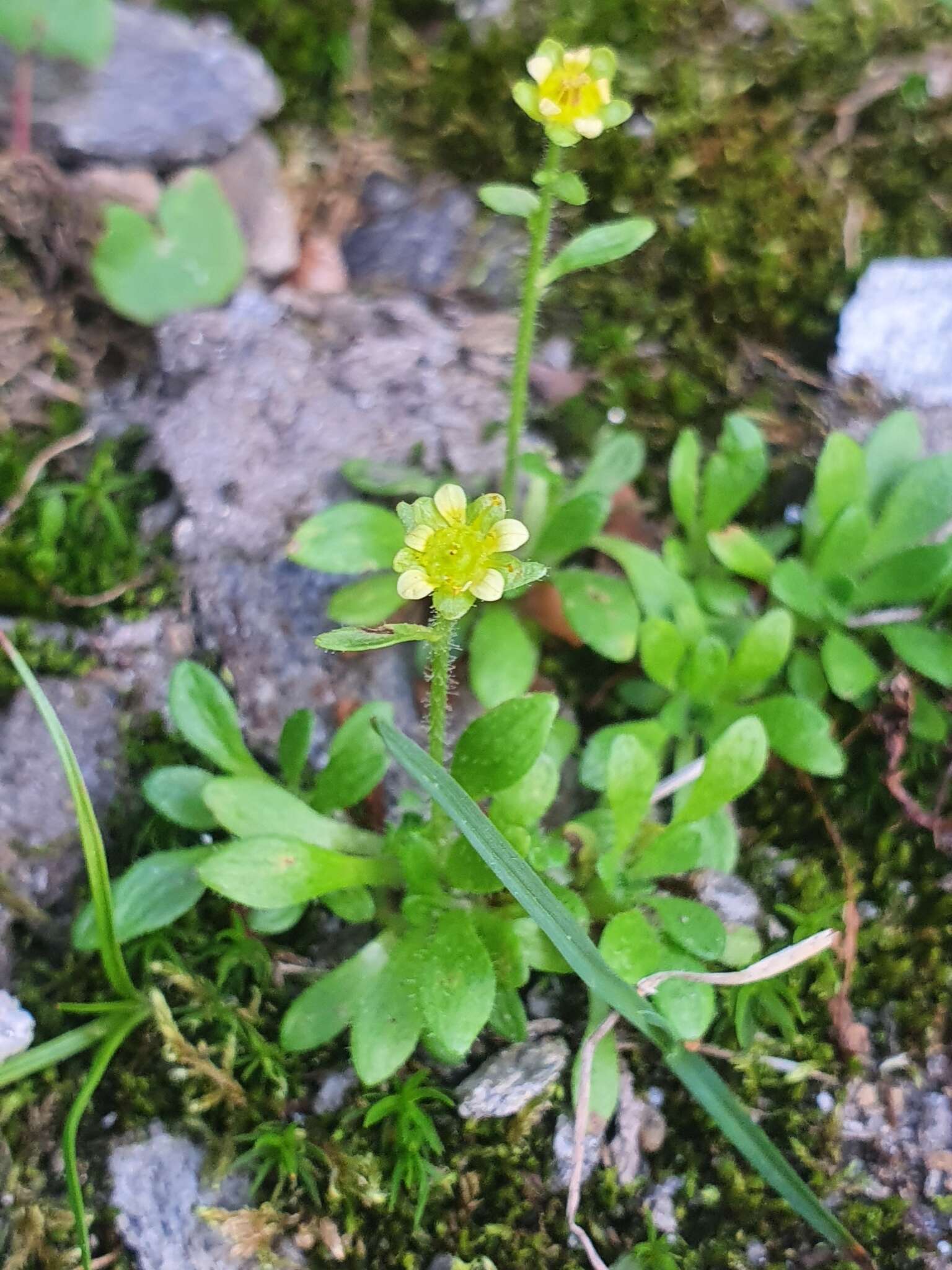 Image of Saxifraga seguieri Sprengel