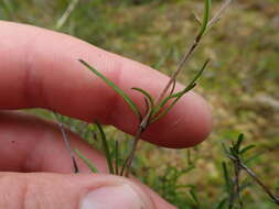 Image de Coprosma elatirioides de Lange & A. S. Markey