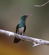 Image of Snowy-bellied Hummingbird