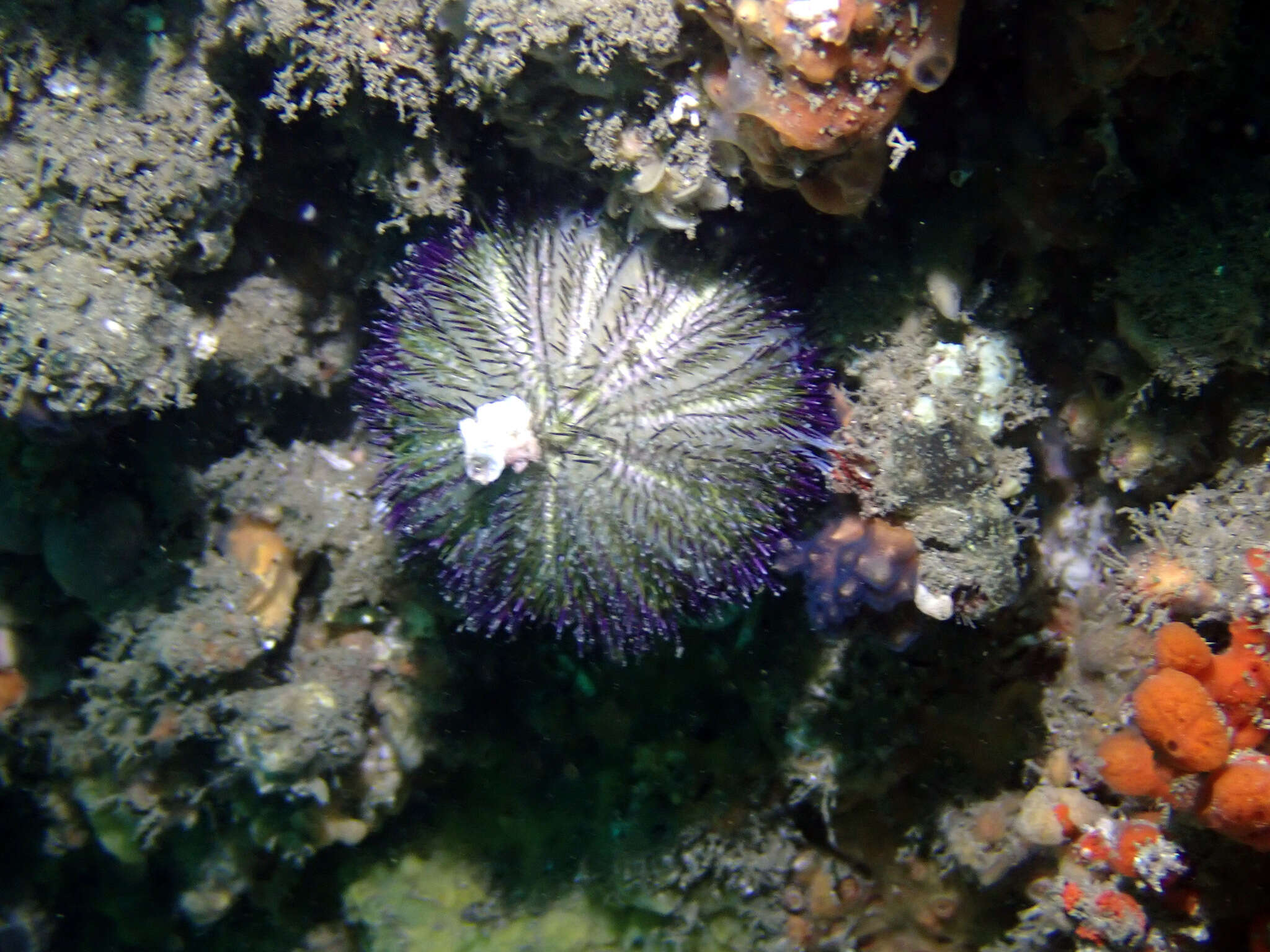 Image of Alexanders sea urchin