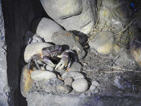 Image of brown land crab