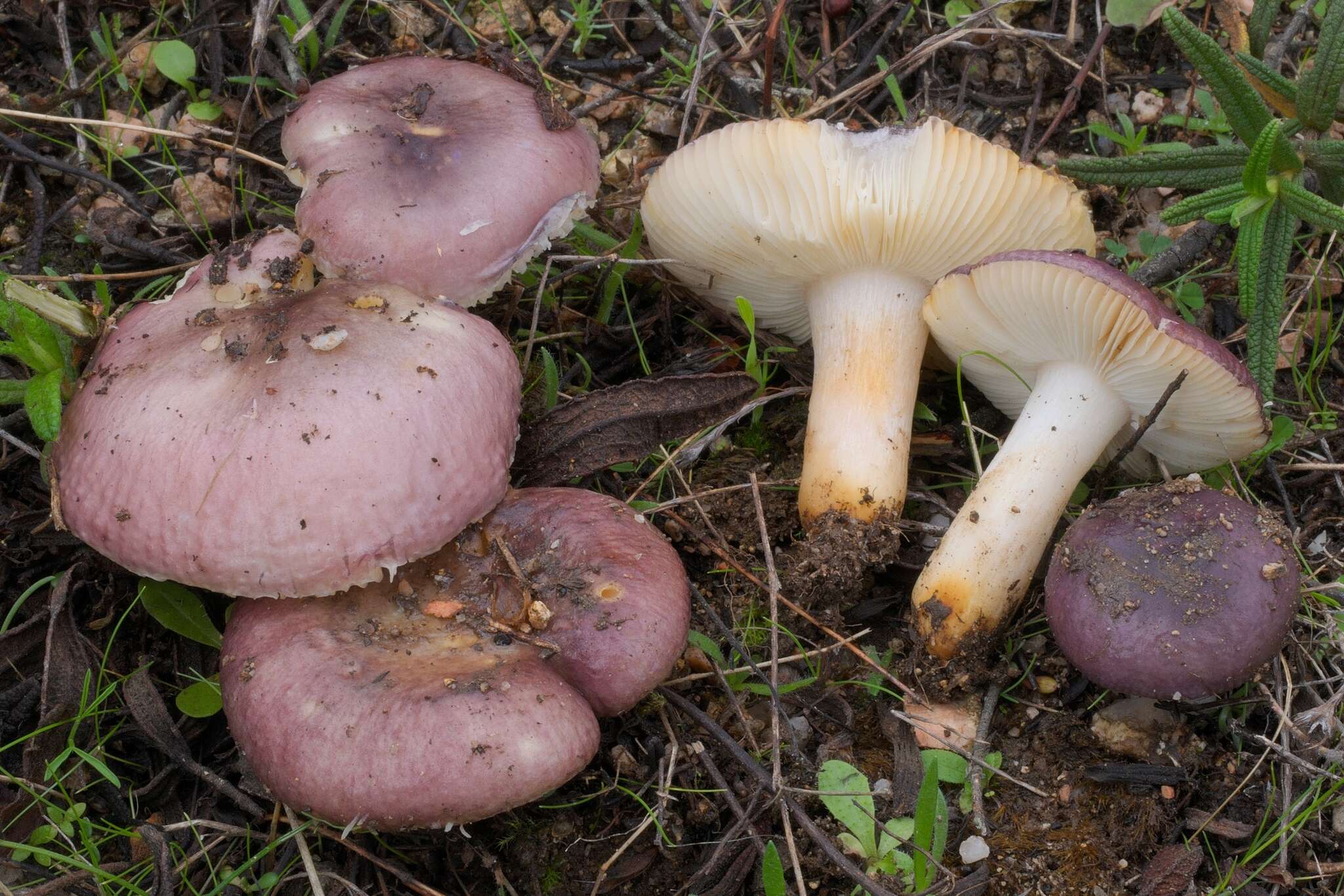 Image of Russula cistoadelpha M. M. Moser & Trimbach 1981