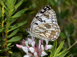 Image of Italian Marbled White