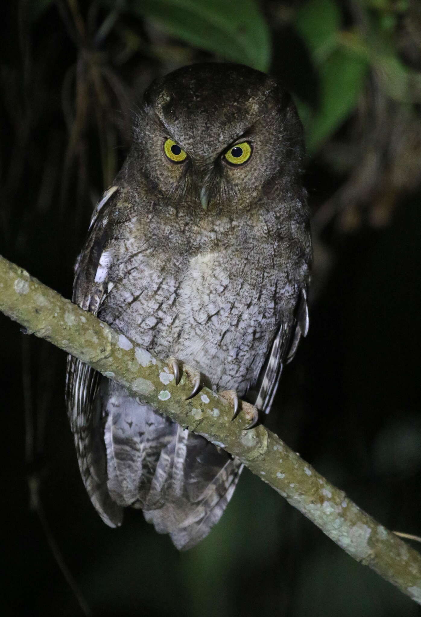 Image of Santa Marta Screech Owl