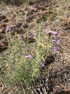 Plancia ëd Penstemon linarioides var. coloradoensis (A. Nelson) C. C. Freeman