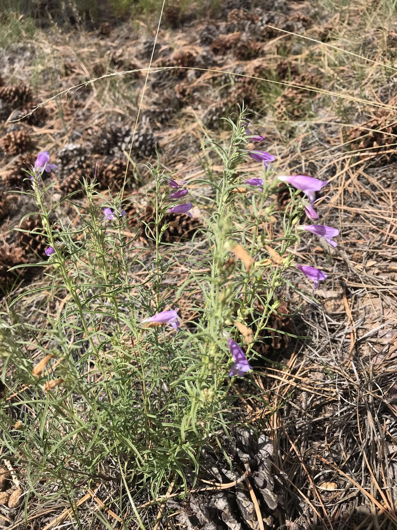 Plancia ëd Penstemon linarioides var. coloradoensis (A. Nelson) C. C. Freeman