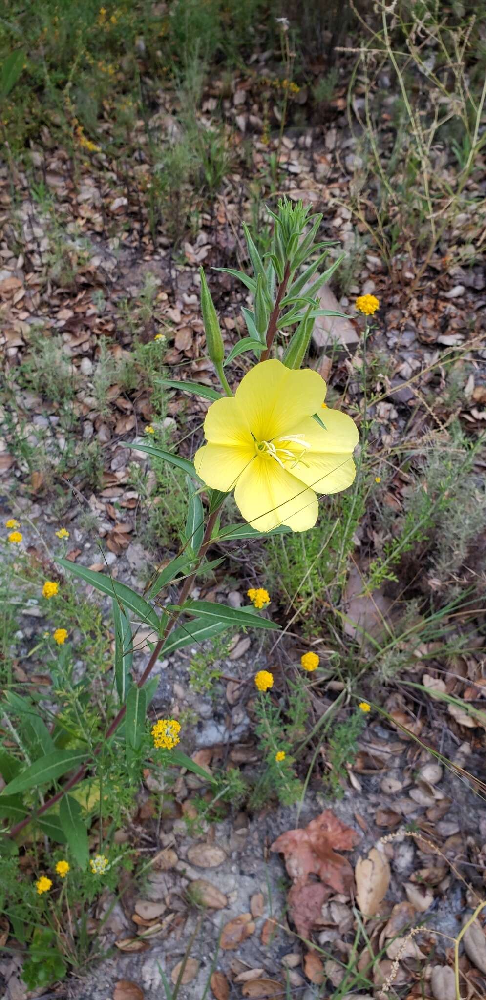 Image of Hooker's evening primrose