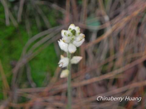 Sivun Aletris spicata (Thunb.) Franch. kuva