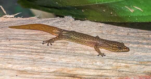 Image of Sphaerodactylus millepunctatus Hallowell 1861