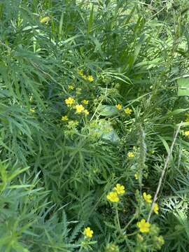 Image of Chinese Cinquefoil