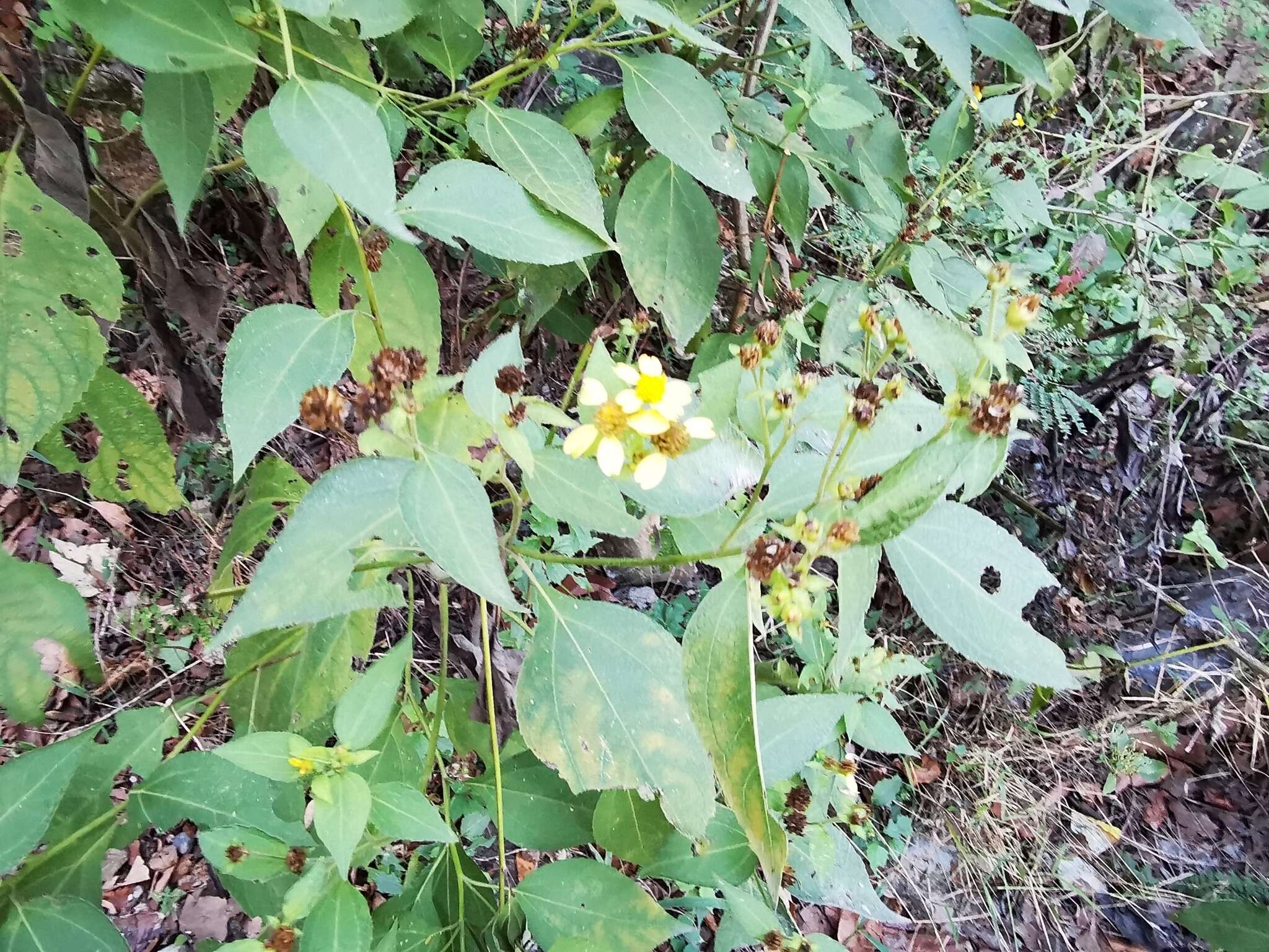 Image of Greenmaniella resinosa (S. Wats.) Sharp