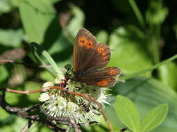 Image of Erebia jeniseiensis Trybom 1877