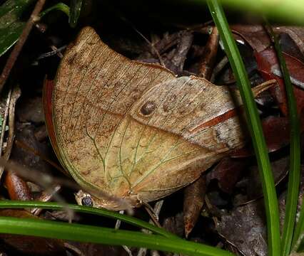 Imagem de <i>Charaxes <i>varanes</i></i> varanes