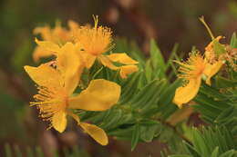 Image of Hypericum mysorense Heyne