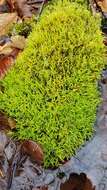Image of New England bryhnia moss