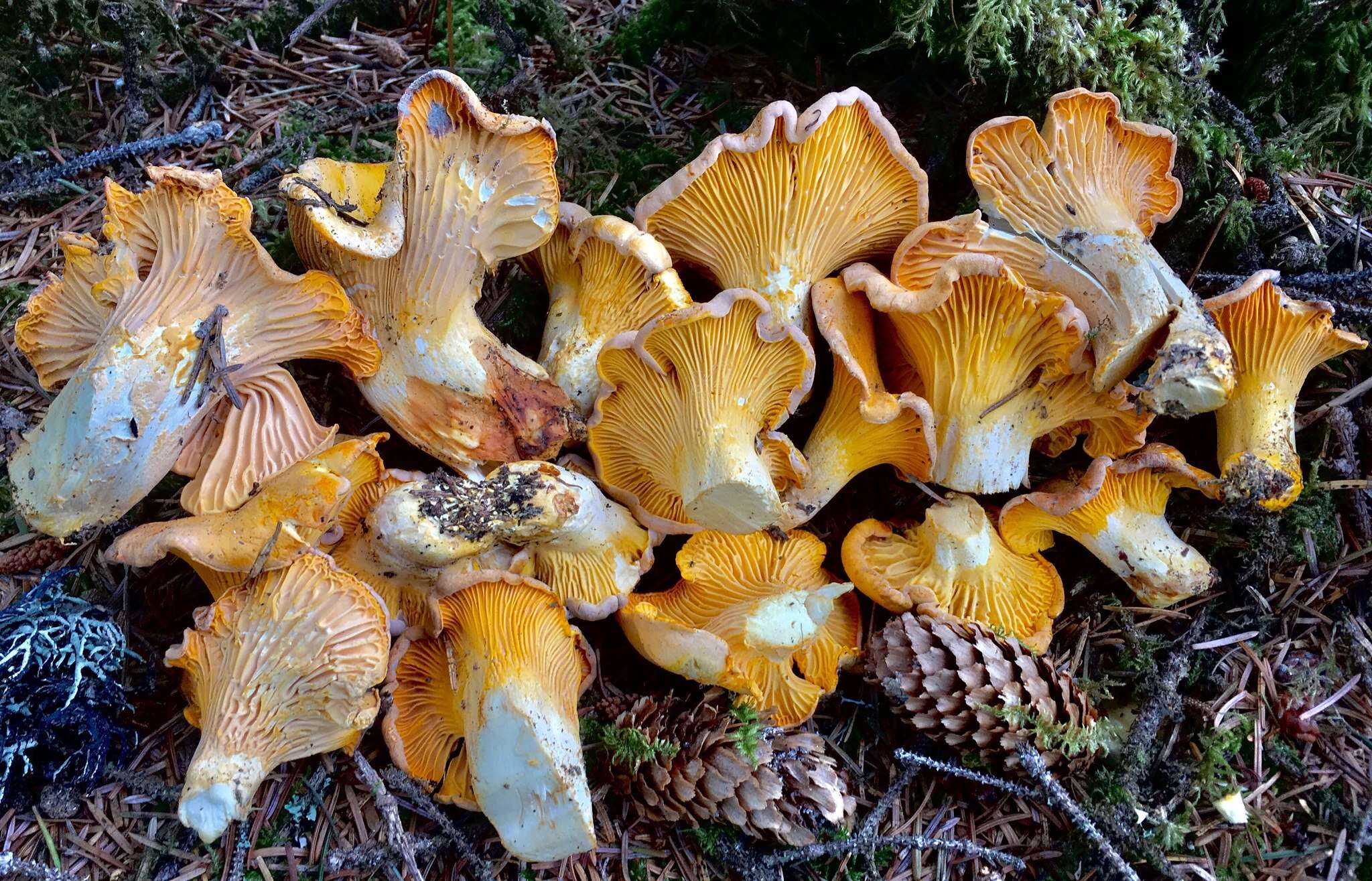 Image of Cantharellus roseocanus (Redhead, Norvell & Danell) Redhead, Norvell & Moncalvo 2012