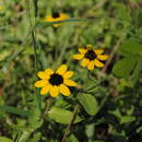 Image de Zinnia maritima Kunth