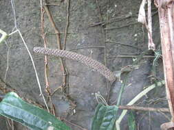 Anthurium pentaphyllum (Aubl.) G. Don的圖片