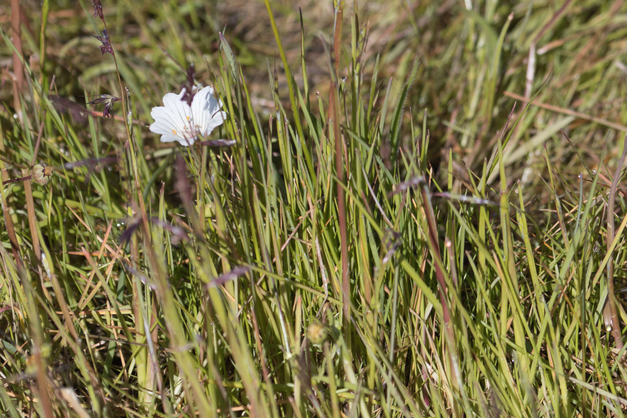 Image of Douglas' meadowfoam