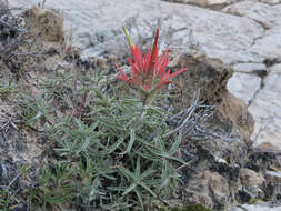 Image de Castilleja scabrida Eastw.