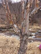 Image of Betula ermanii var. lanata Regel