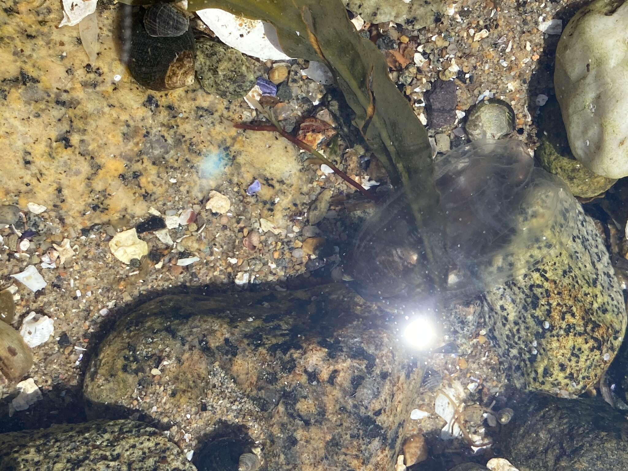 Image of common northern comb jelly