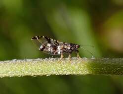 Imagem de Bactericera maculipennis (Crawford 1910)