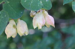 Image of Sierra bladdernut