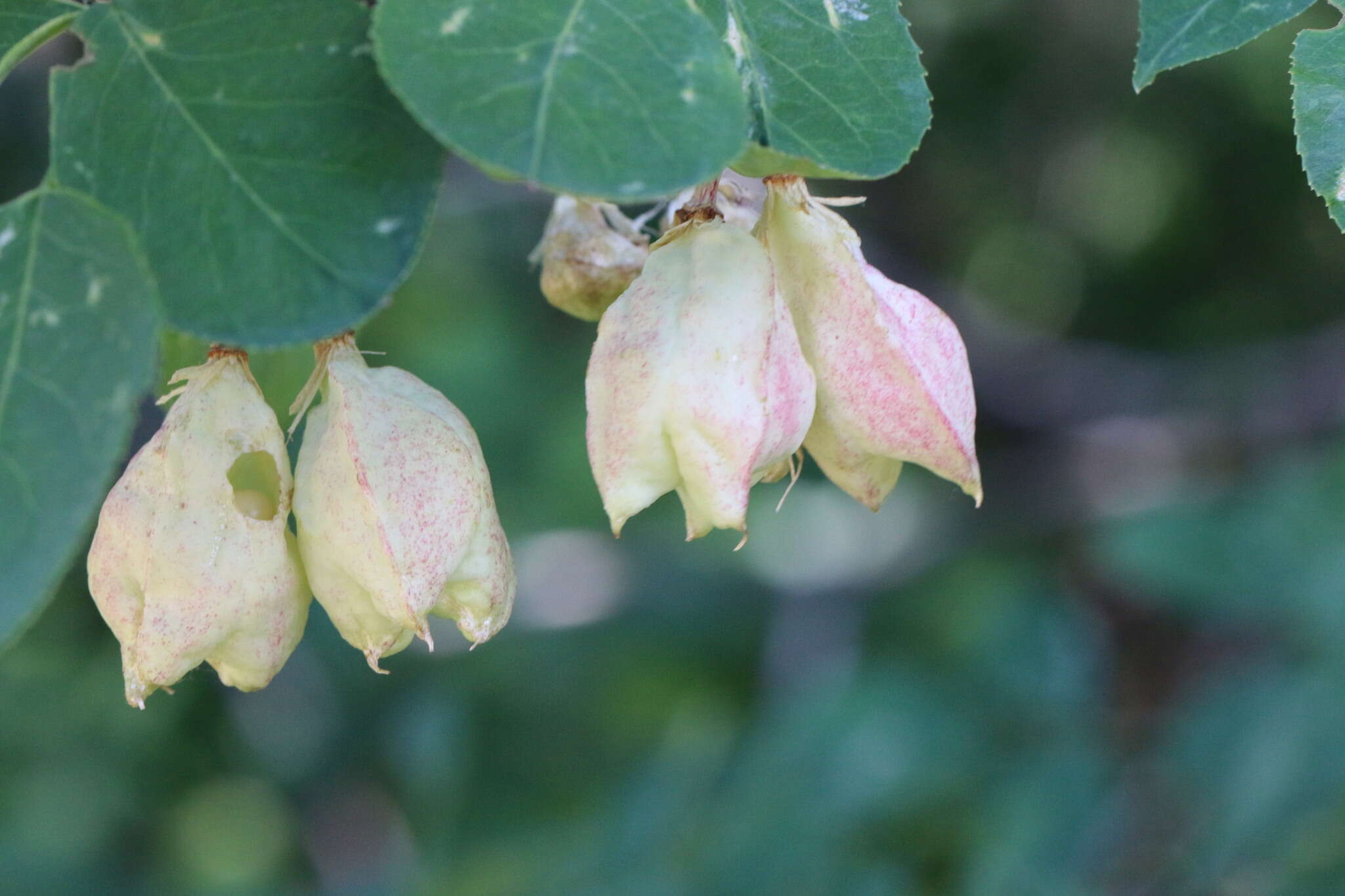 Image of Sierra bladdernut