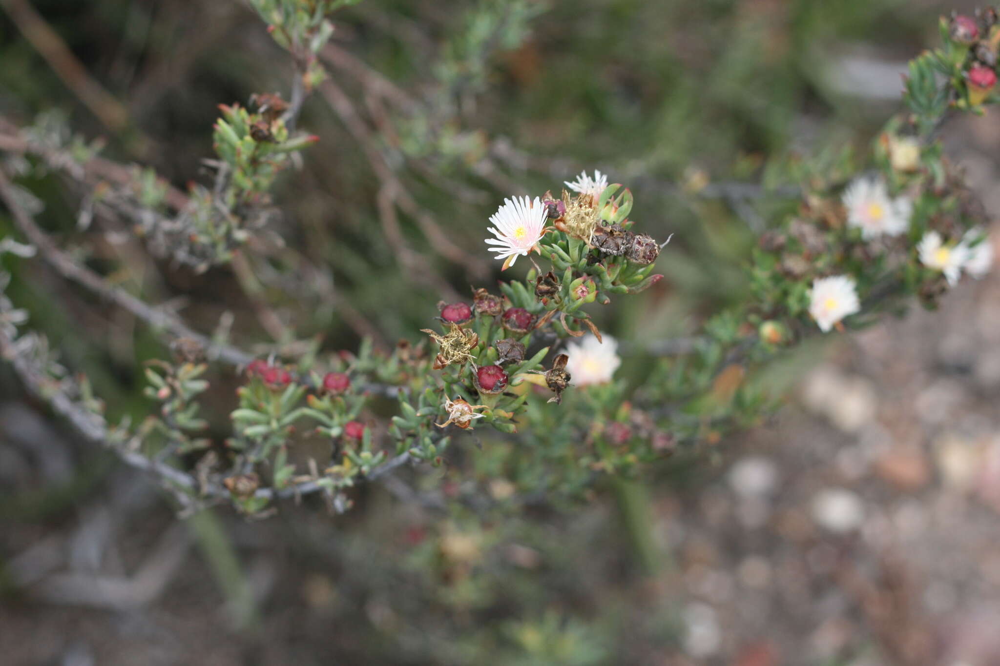 صورة Lampranthus productus (Haw.) N. E. Br.