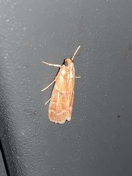 Image of Ponderosa Pine Coneworm Moth