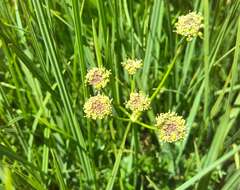 Image of Angelica pyrenaea (L.) Sprengel