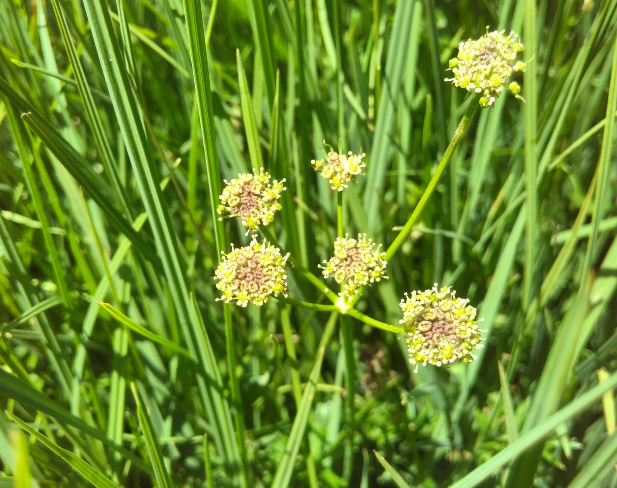 Image of Angelica pyrenaea (L.) Sprengel