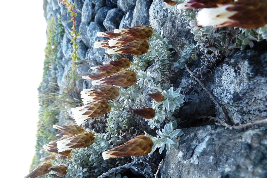 Image of Helichrysum retortum (L.) Willd.