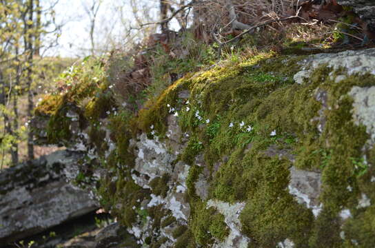 Image of Claytonia arkansana Yatsk., R. Evans & Witsell