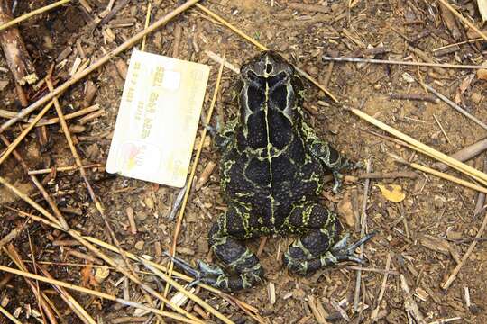 Image of Panther toad