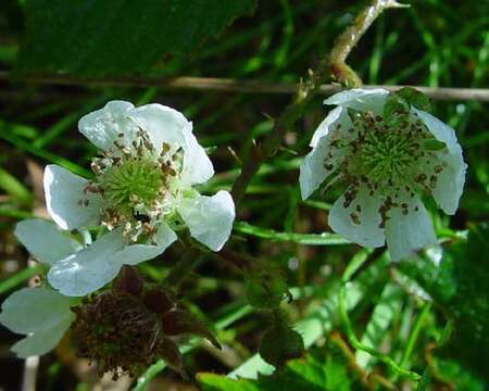 Image de Rubus radula Weihe ex Boenn.