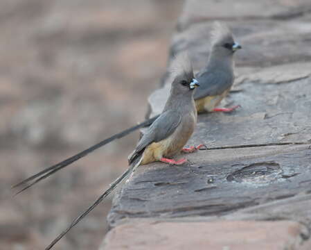 Image of White-backed Mousebird