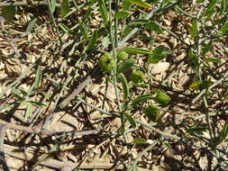 Image of Maerua juncea Pax