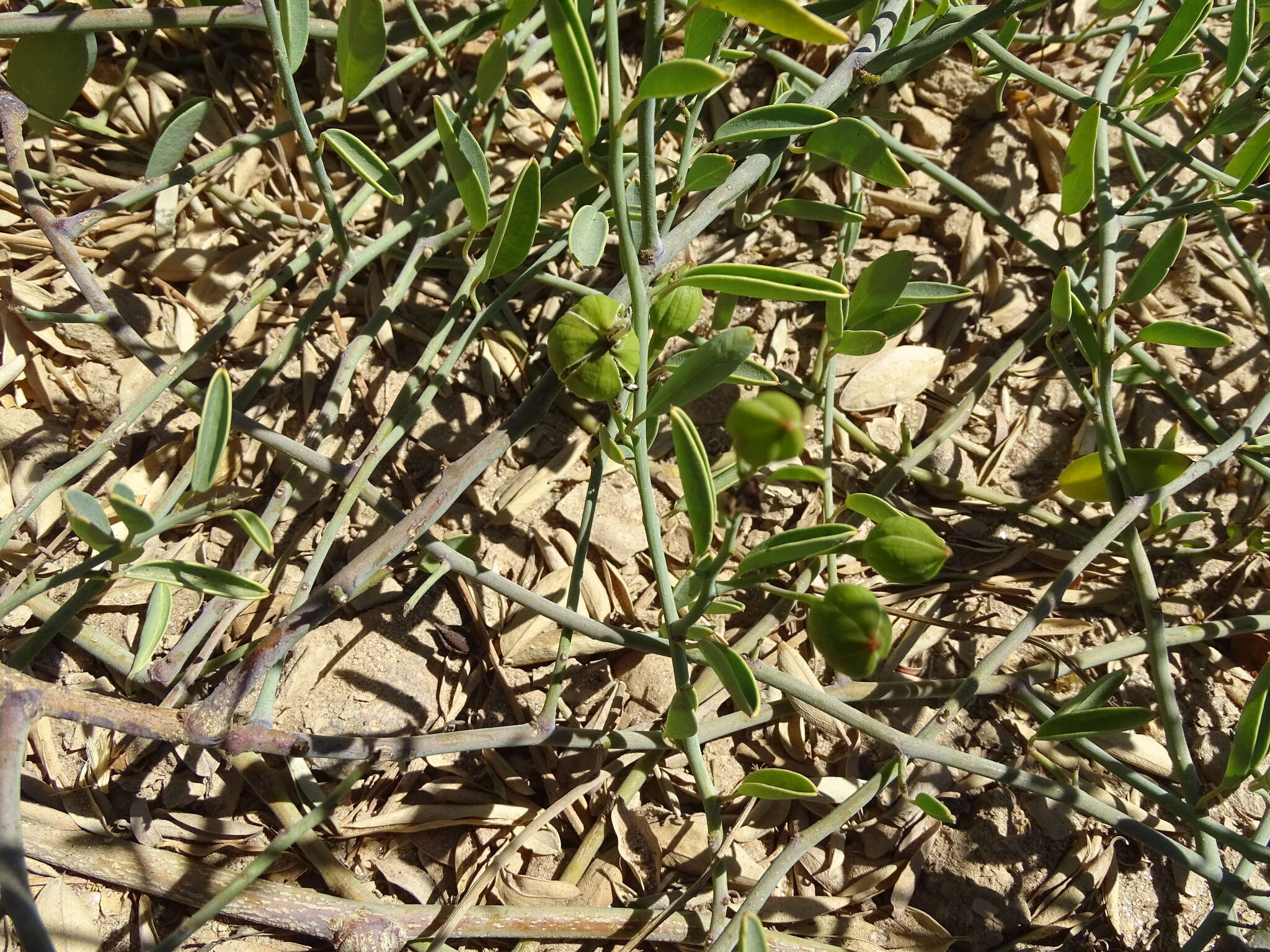 Image of Maerua juncea Pax