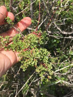 Image of graceful bedstraw