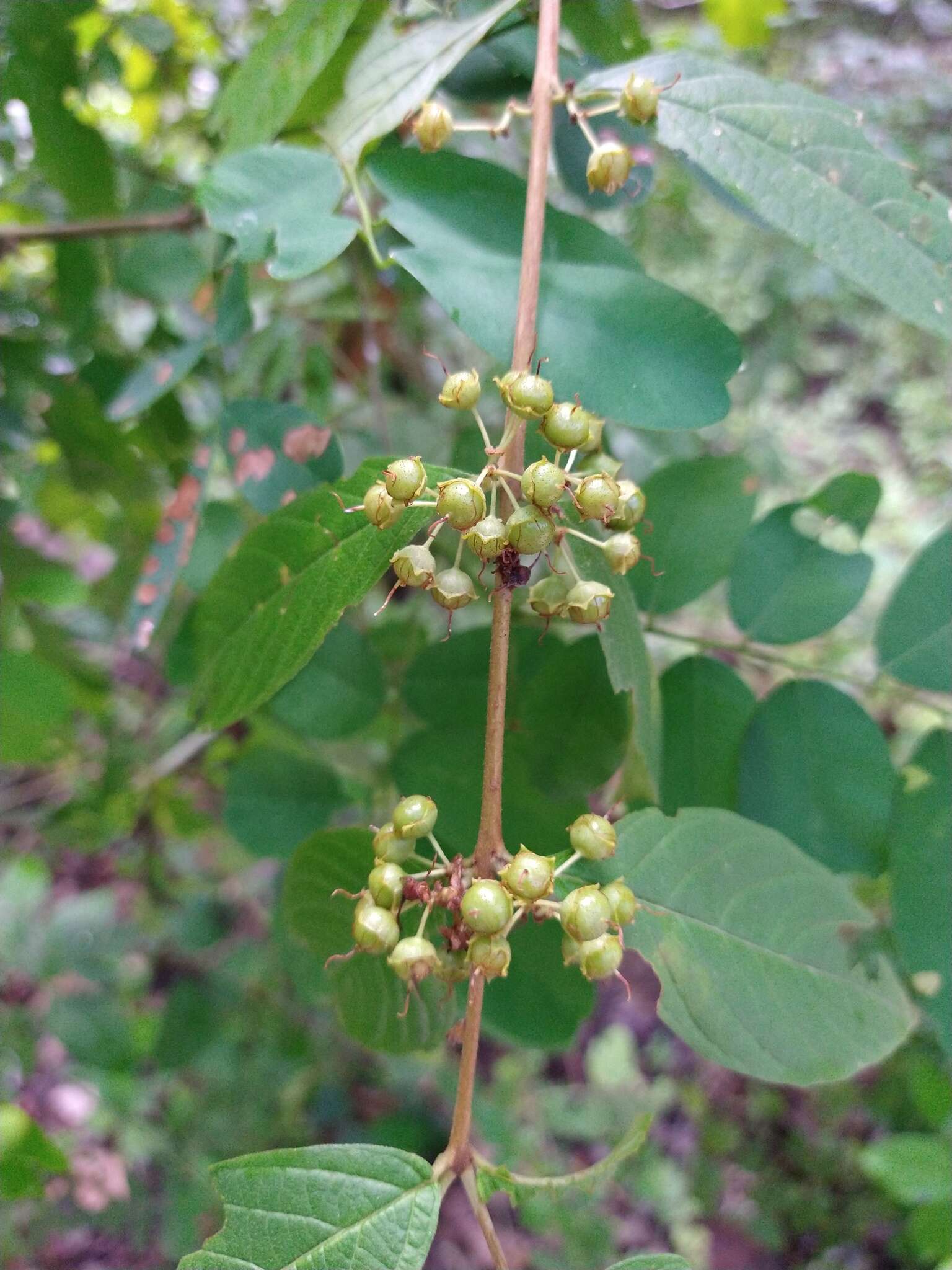 Adenaria resmi