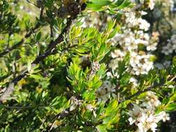 Sivun Leptospermum nitidum Hook. fil. kuva