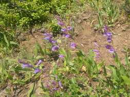 Image of Venus penstemon