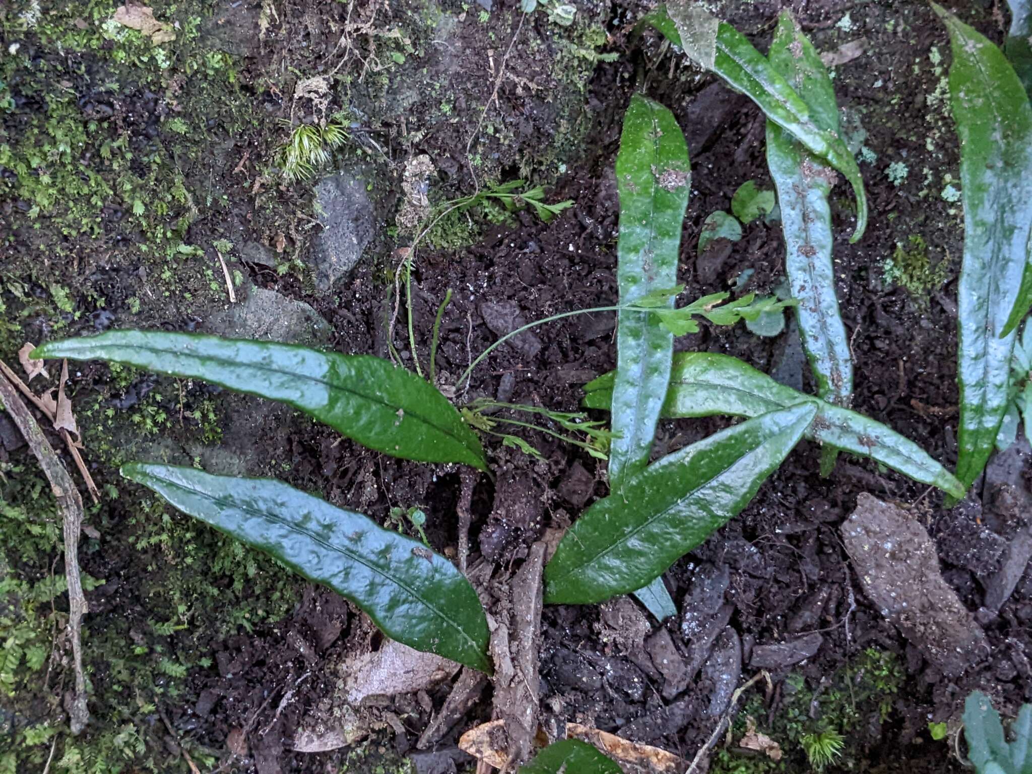 Lemmaphyllum rostratum (Bedd.) Tag. resmi